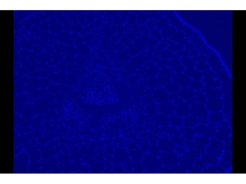 Nikon Eclipse TE2000-E Inverted Fluorescence Motorized Microscope Nikon Eclipse TE2000-E Inverted Fluorescence Motorized Microscope