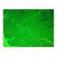 Nikon Eclipse TE2000-E Inverted Fluorescence Motorized Microscope Nikon Eclipse TE2000-E Inverted Fluorescence Motorized Microscope