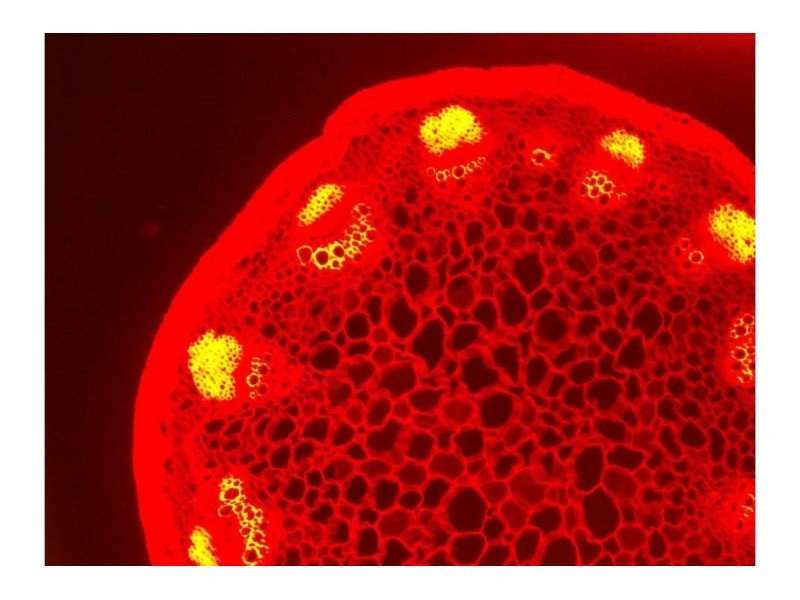 Nikon Eclipse Ti-E Inverted LED Fluorescence DIC Motorized XY Microscope Nikon Eclipse Ti-E Inverted LED Fluorescence DIC Motorized XY Microscope