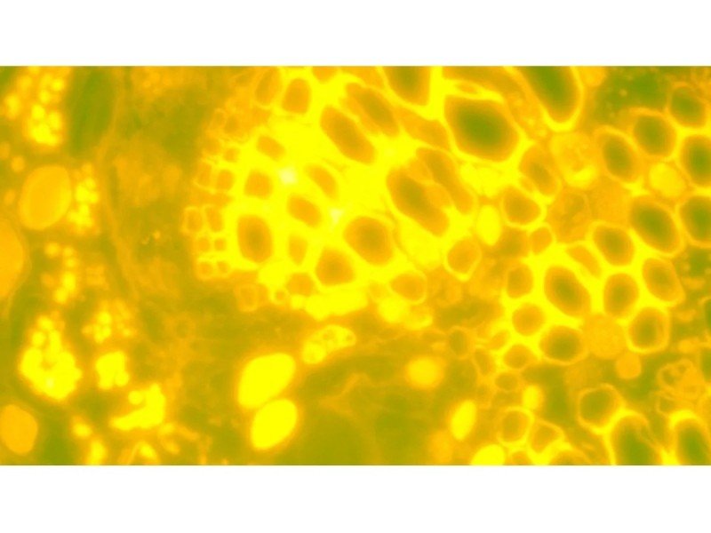 Nikon Eclipse Ti2-E PFS Inverted LED Fluorescence Motorized Microscope (New Filters and Perfect Focus System)