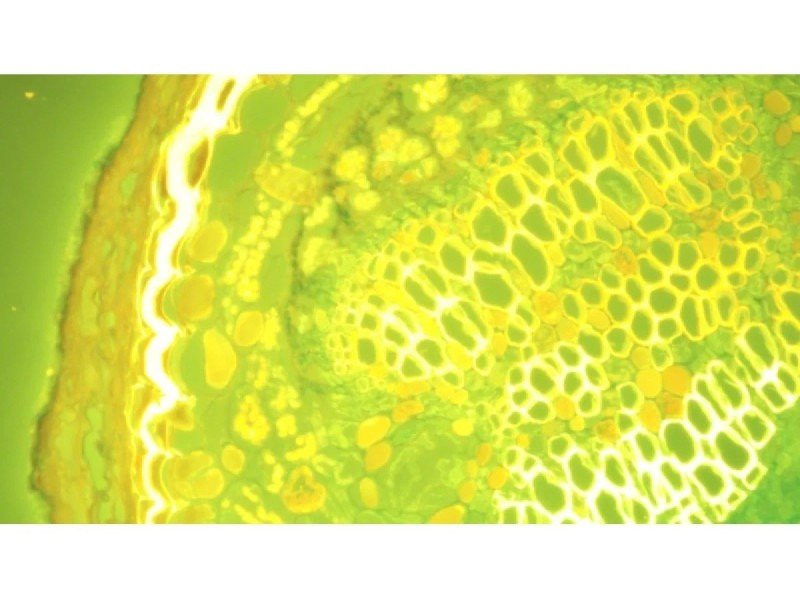 Nikon Eclipse Ti2-E PFS Inverted LED Fluorescence Motorized Microscope (New Filters and Perfect Focus System)