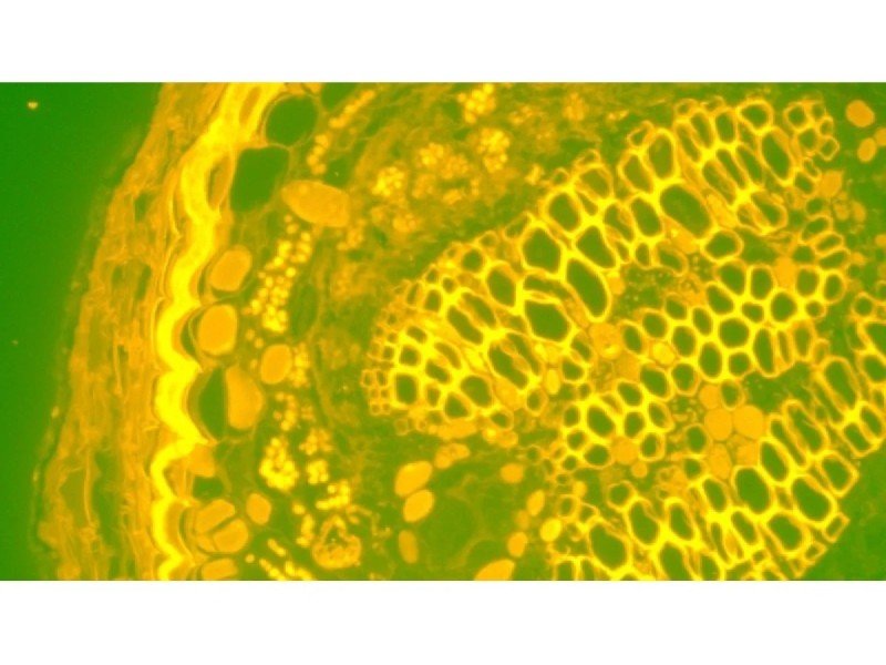 Nikon Eclipse Ti2-E PFS Inverted LED Fluorescence Motorized Microscope (New Filters and Perfect Focus System)