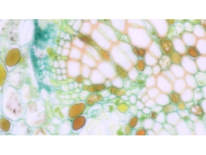 Nikon Eclipse Ti2-E PFS Inverted LED Fluorescence Motorized Microscope (New Filters and Perfect Focus System)