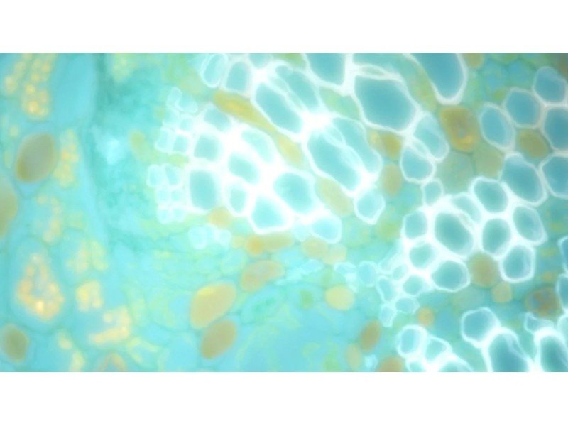 Nikon Eclipse Ti2-E PFS Inverted LED Fluorescence Motorized Microscope (New Filters and Perfect Focus System)