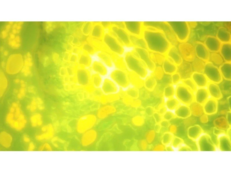 Nikon Eclipse Ti2-E PFS Inverted LED Fluorescence Motorized Microscope (New Filters and Perfect Focus System)