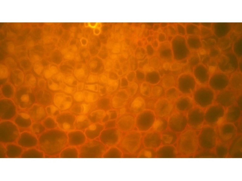 Nikon Eclipse Ti2-E PFS Inverted LED Fluorescence DIC Motorized Microscope (New Filters and Perfect Focus System)