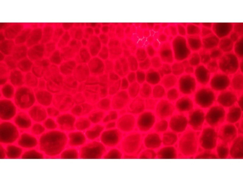 Nikon Eclipse Ti2-E PFS Inverted LED Fluorescence DIC Motorized Microscope (New Filters and Perfect Focus System)