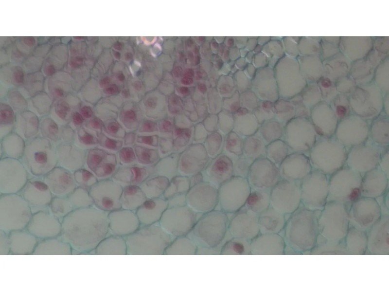 Nikon Eclipse Ti2-E PFS Inverted LED Fluorescence DIC Motorized Microscope (New Filters and Perfect Focus System)