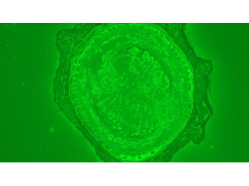 Olympus BX46F Upright Fluorescence Microscope (New Filters) Olympus BX46F Upright Fluorescence Microscope (New Filters)