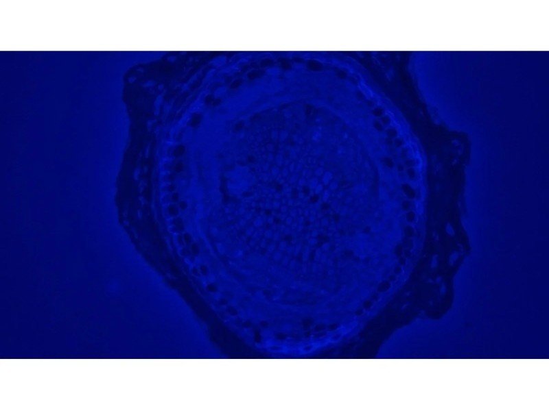 Olympus BX46F Upright Fluorescence Microscope (New Filters) Olympus BX46F Upright Fluorescence Microscope (New Filters)