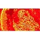 Olympus BX46F Upright Fluorescence Microscope (New Filters) Olympus BX46F Upright Fluorescence Microscope (New Filters)