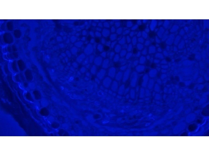 Olympus BX46F Upright Fluorescence Microscope (New Filters) Olympus BX46F Upright Fluorescence Microscope (New Filters)