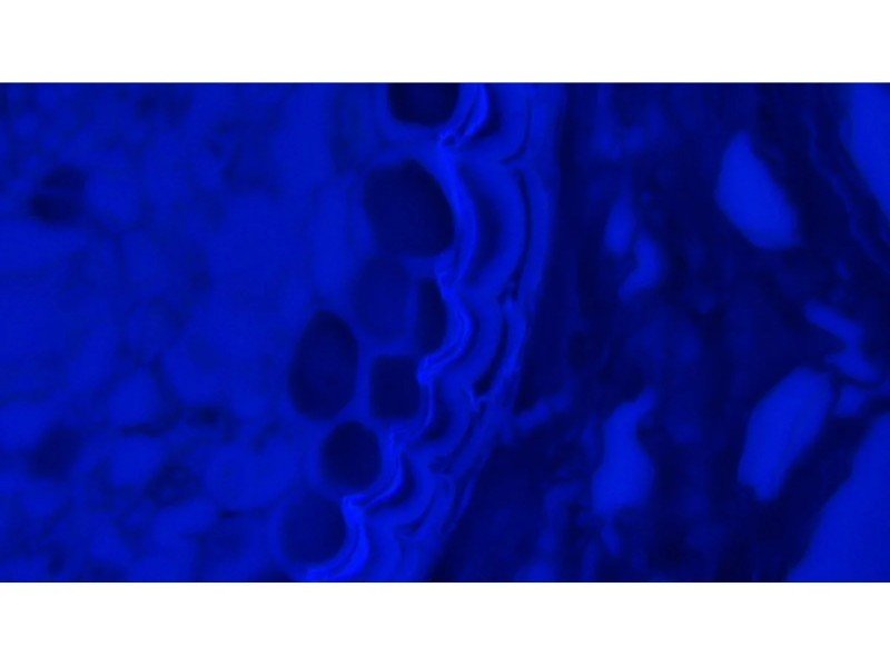 Olympus BX46F Upright Fluorescence Microscope (New Filters) Olympus BX46F Upright Fluorescence Microscope (New Filters)