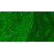 Olympus BX46F Upright Fluorescence Microscope (New Filters) Olympus BX46F Upright Fluorescence Microscope (New Filters)
