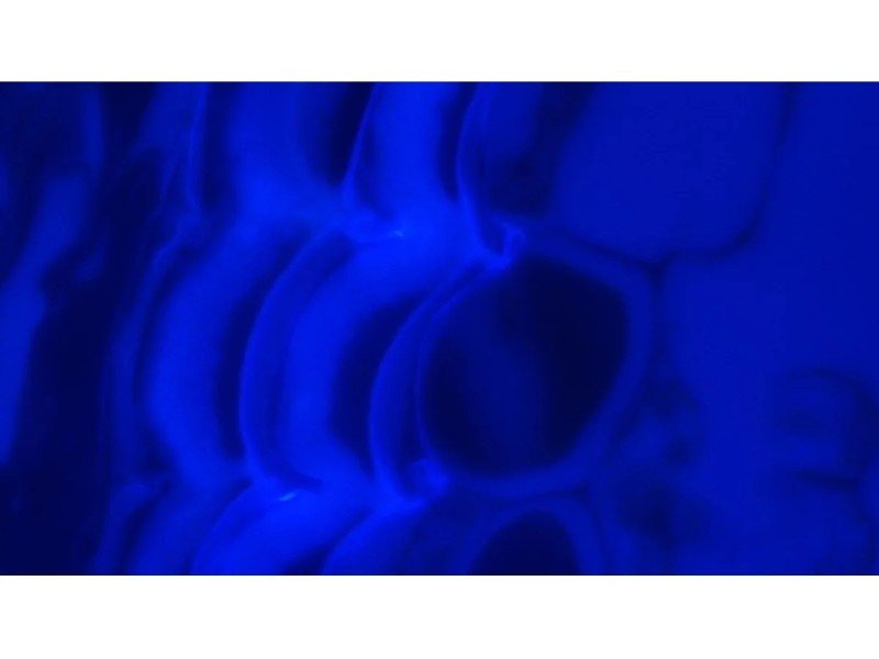 Olympus BX46F Upright Fluorescence Microscope (New Filters) Olympus BX46F Upright Fluorescence Microscope (New Filters)