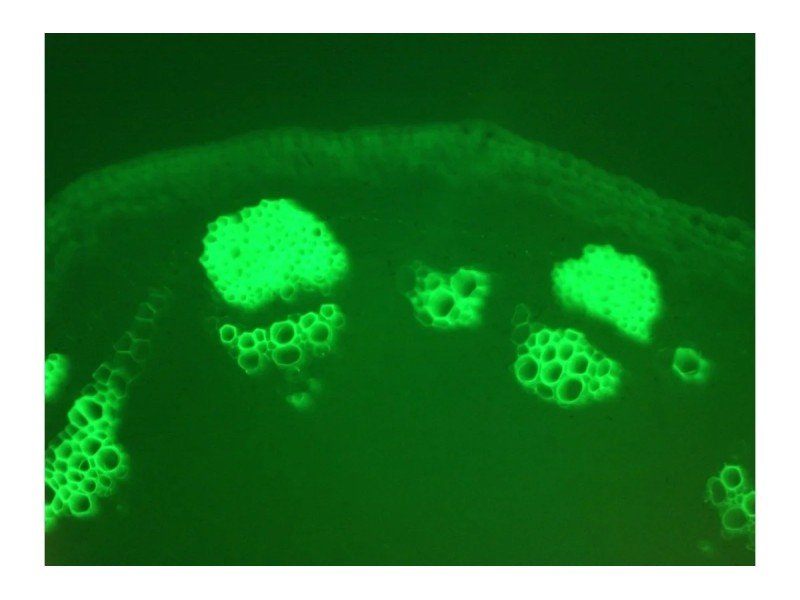 Olympus BX51 Upright Fluorescence Phase Contrast Mechanical Microscope (New Filters)