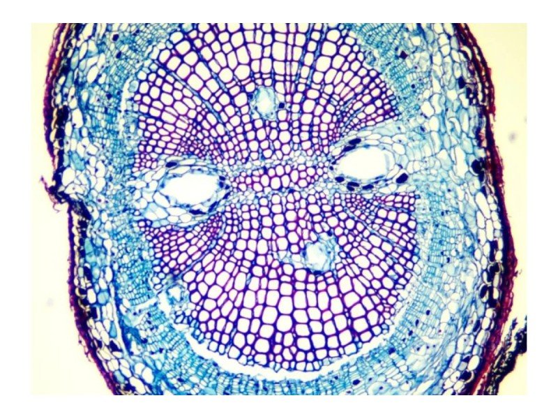 Olympus BX53 Fluorescence Motorized XY Microscope w/ (New Filters)