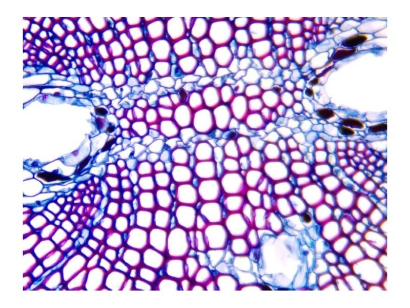 Olympus BX53 Fluorescence Motorized XY Microscope w/ (New Filters)