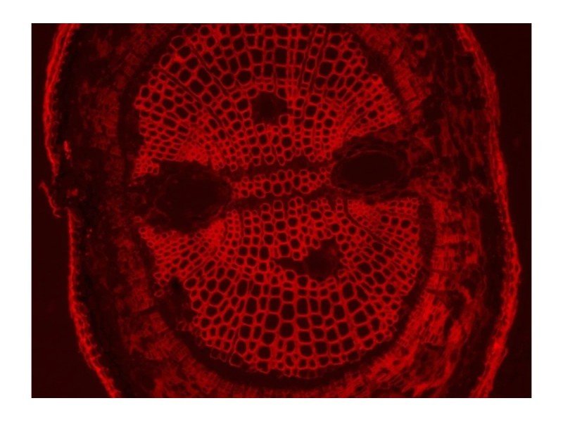 Olympus BX53 Fluorescence Motorized XY Microscope w/ (New Filters)