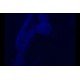 Olympus IX70 Inverted Fluorescence Metal Halide Microscope (New Filters) Olympus IX70 Inverted Fluorescence Metal Halide Microscope (New Filters)