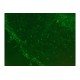 Olympus IX71 Inverted Fluorescence Microscope (New Filters) Olympus IX71 Inverted Fluorescence Microscope (New Filters)