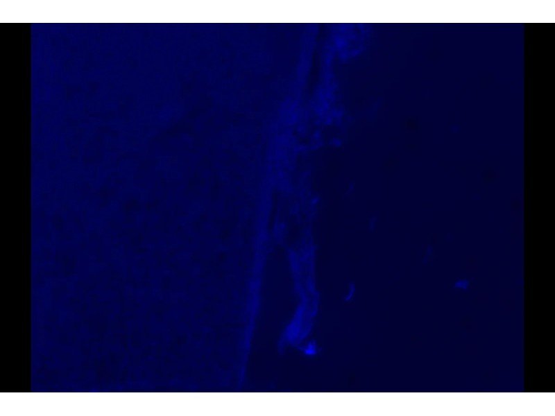 Olympus IX71 Inverted Fluorescence Phase Contrast Microscope (New Filters) Olympus IX71 Inverted Fluorescence Phase Contrast Microscope (New Filters)