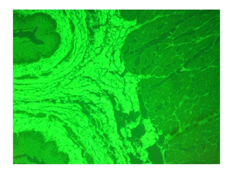 Olympus IX71 Inverted Fluorescence Phase Contrast Microscope (New Filters) Olympus IX71 Inverted Fluorescence Phase Contrast Microscope (New Filters)