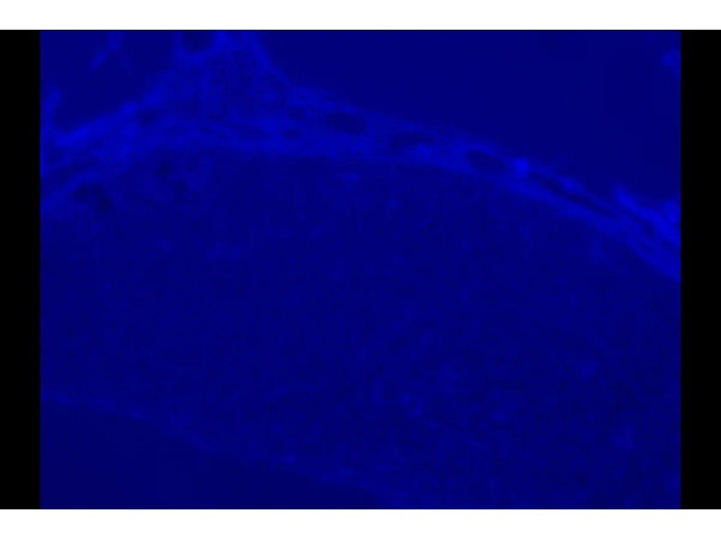 Olympus IX81 Inverted Fluorescence Motorized Microscope (New Filters)