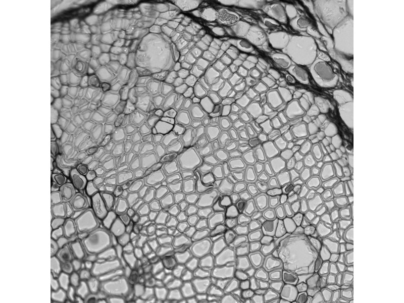 Thermo Scientific CellInsight CX5 High Content Screening Microscopy Platform