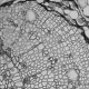 Thermo Scientific CellInsight CX5 High Content Screening Microscopy Platform