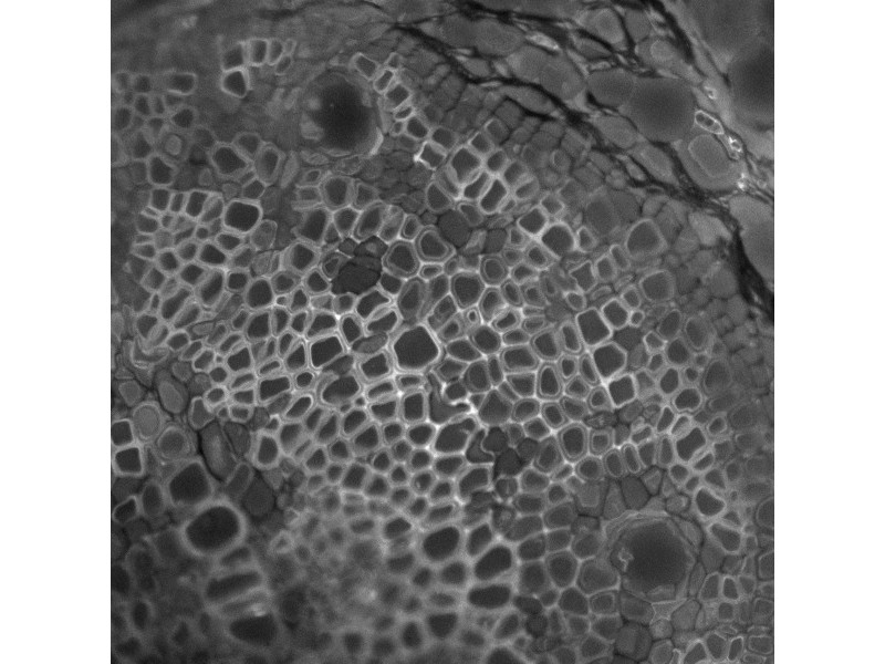 Thermo Scientific CellInsight CX5 High Content Screening Microscopy Platform