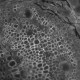 Thermo Scientific CellInsight CX5 High Content Screening Microscopy Platform