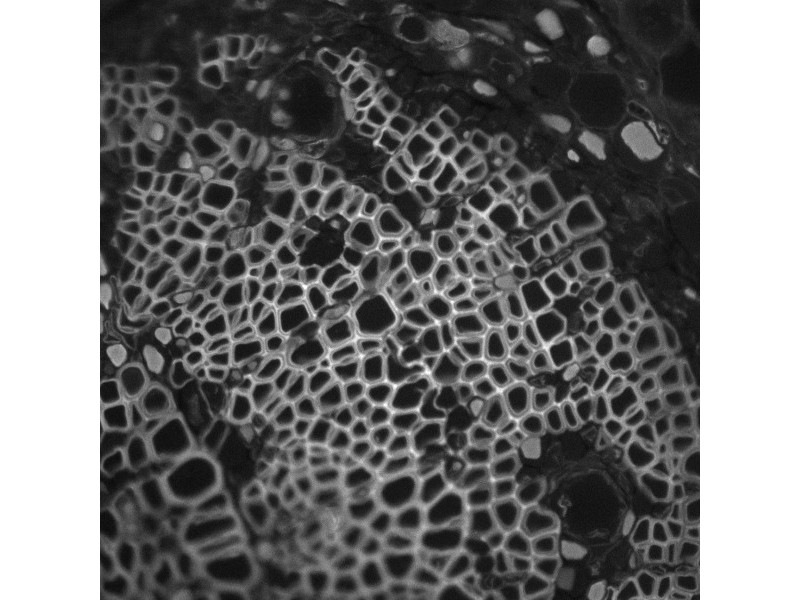 Thermo Scientific CellInsight CX5 High Content Screening Microscopy Platform
