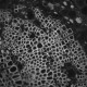 Thermo Scientific CellInsight CX5 High Content Screening Microscopy Platform