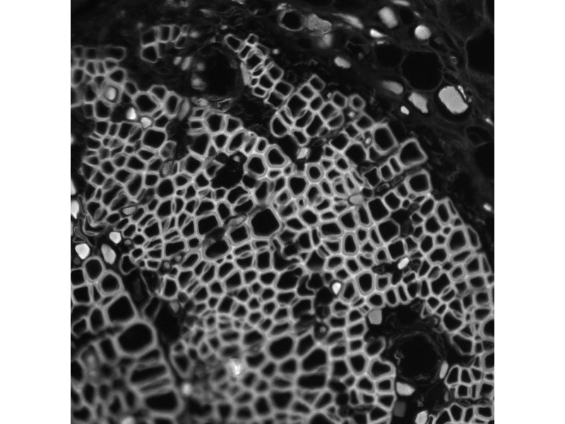 Thermo Scientific CellInsight CX5 High Content Screening Microscopy Platform