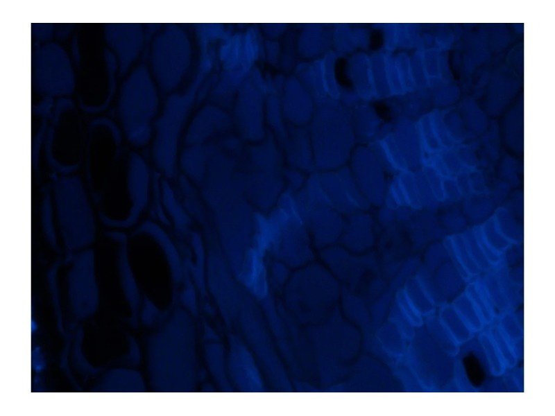 Zeiss AXIO Imager 2 .Z2 Fluorescence Motorized LED Microscope w/Piezo Stage (New Filters)