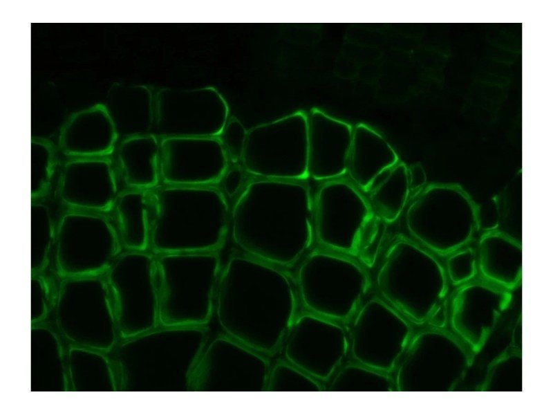 Zeiss AXIO Imager 2 .Z2 Fluorescence Motorized LED Microscope w/Piezo Stage (New Filters)
