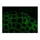 Zeiss AXIO Imager 2 .Z2 Fluorescence Motorized LED Microscope w/Piezo Stage (New Filters)