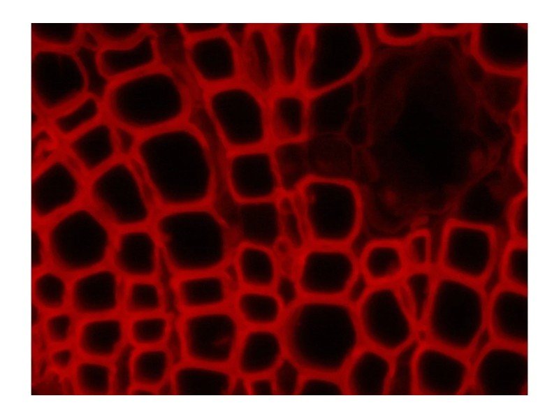 Zeiss AXIO Imager 2 .Z2 Fluorescence Motorized LED Microscope w/Piezo Stage (New Filters)