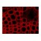 Zeiss AXIO Imager 2 .Z2 Fluorescence Motorized LED Microscope w/Piezo Stage (New Filters)