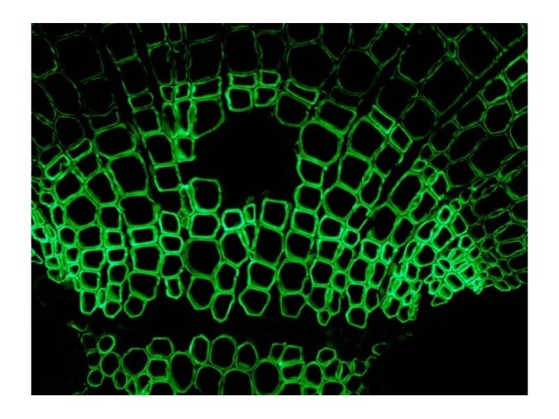 Zeiss AXIO Observer 7 Inverted LED Fluorescence Motorized XY Definite Focus 3 Microscope (New Filters)
