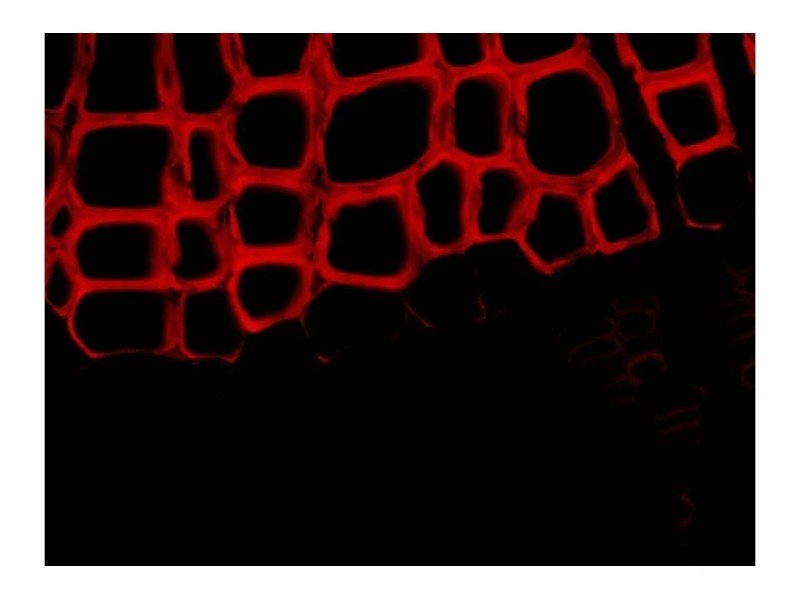 Zeiss AXIO Observer 7 Inverted LED Fluorescence Phase Contrast Motorized XY Definite Focus 3 Microscope (New Filters)