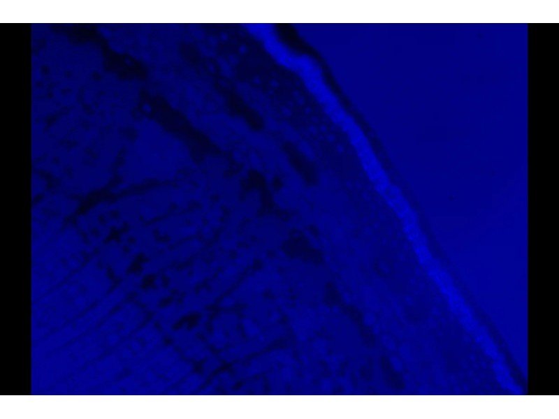 Zeiss AXIO Observer 7 Inverted Fluorescence Motorized XY Microscope (New Filters) Zeiss AXIO Observer 7 Inverted Fluorescence Motorized XY Microscope (New Filters)