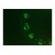 Zeiss AXIO Observer 7 Inverted Fluorescence Motorized XY Microscope (New Filters) Zeiss AXIO Observer 7 Inverted Fluorescence Motorized XY Microscope (New Filters)