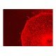 Zeiss AXIO Observer 7 Inverted Fluorescence Motorized XY Microscope (New Filters) Zeiss AXIO Observer 7 Inverted Fluorescence Motorized XY Microscope (New Filters)
