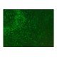 Zeiss Axiovert 200m Inverted Fluorescence Microscope (New Filters) Zeiss Axiovert 200m Inverted Fluorescence Microscope (New Filters)