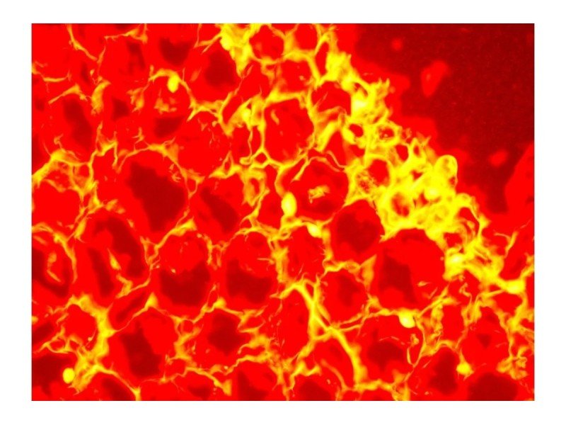 Zeiss Axiovert 200m Inverted Fluorescence Motorized Condenser Microscope (New Filters)