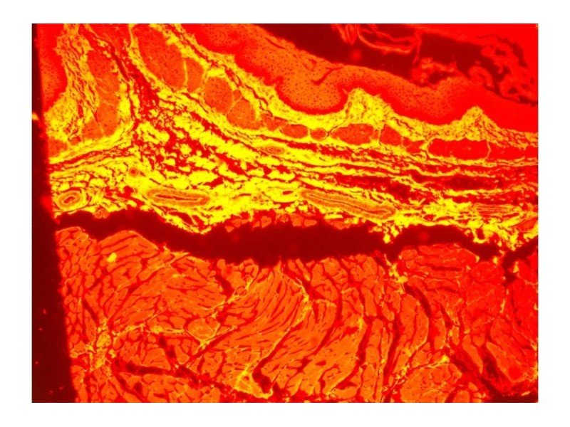 Zeiss Axiovert 200m Inverted Fluorescence Phase Contrast Microscope (New Filters)