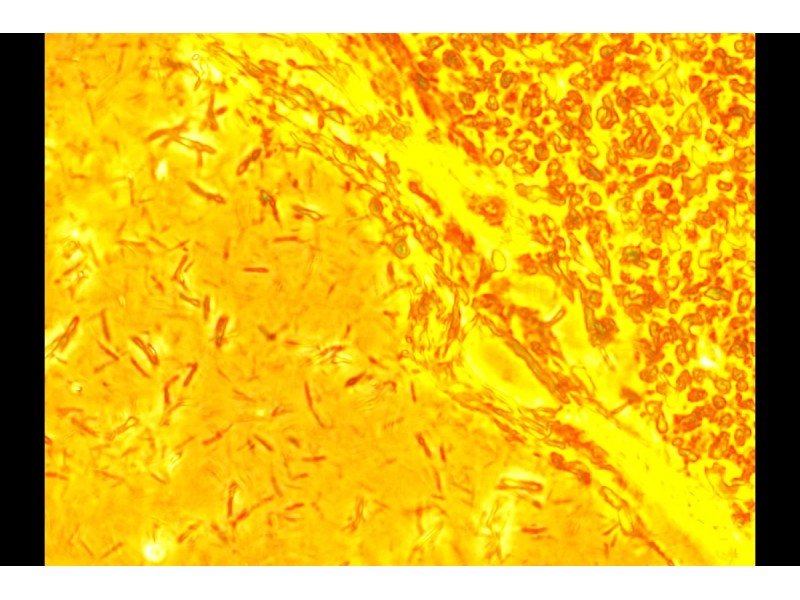 Zeiss Observer D1 Inverted Fluorescence Microscope (New Filters) Zeiss Observer D1 Inverted Fluorescence Microscope (New Filters)