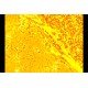 Zeiss Observer D1 Inverted Fluorescence Microscope (New Filters) Zeiss Observer D1 Inverted Fluorescence Microscope (New Filters)